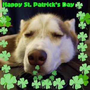 Meet your Posher, Bruce